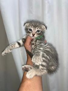 Scottish Fold Polydactyl -KITTENS (microchipped & registered) - Photo 5