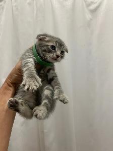 Scottish Fold Polydactyl -KITTENS (microchipped & registered) - Photo 6
