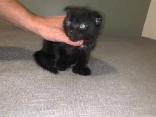 Scottish Fold Polydactyl -KITTENS (microchipped & registered) - Photo 7