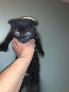 Scottish Fold Polydactyl -KITTENS (microchipped & registered) - Photo 8