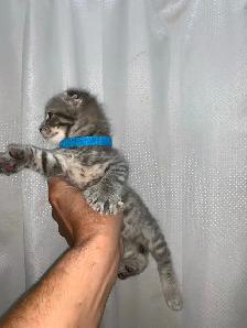 Scottish Fold Polydactyl -KITTENS (microchipped & registered) - Photo 9