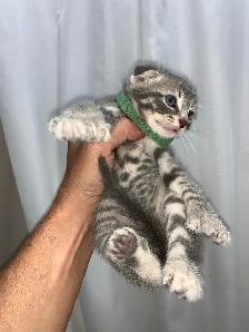 Scottish Fold Polydactyl -KITTENS (microchipped & registered) - Photo 10