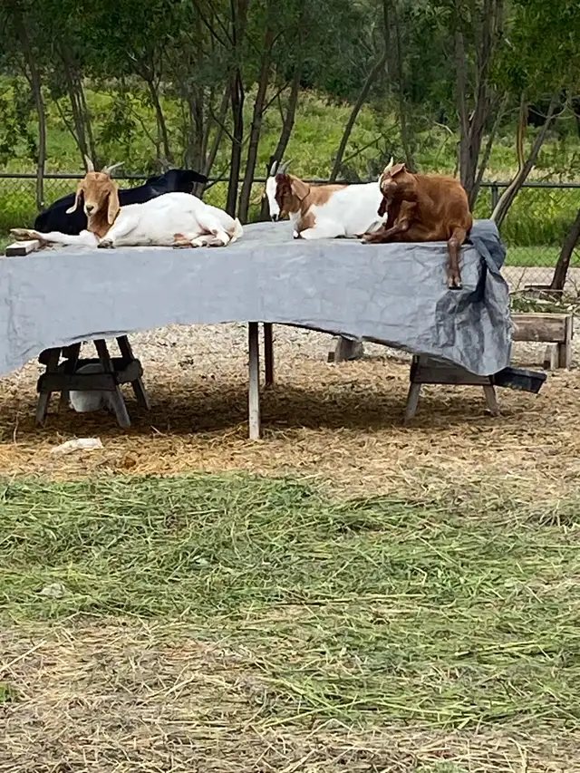 Boer goat available