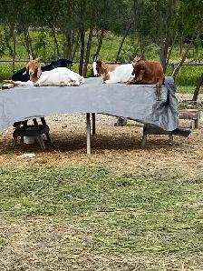 Boer goat available