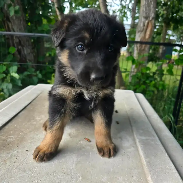 Black purebred german shepherd puppies