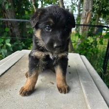 Black purebred german shepherd puppies