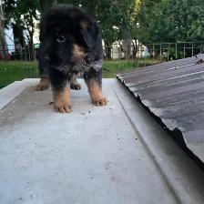 Black purebred german shepherd puppies - Photo 2
