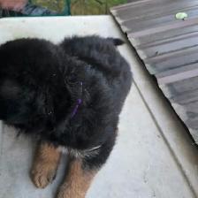 Black purebred german shepherd puppies - Photo 3