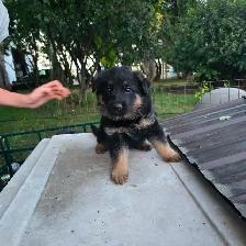 Black purebred german shepherd puppies - Photo 4