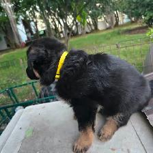 Black purebred german shepherd puppies - Photo 5