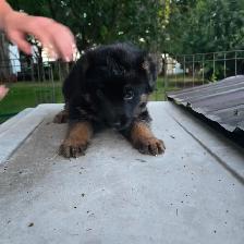 Black purebred german shepherd puppies - Photo 6
