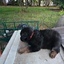 Black purebred german shepherd puppies - Photo 7