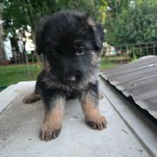 Black purebred german shepherd puppies - Photo 8