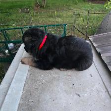 Black purebred german shepherd puppies - Photo 9