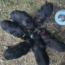 Black purebred german shepherd puppies - Photo 10