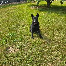 Black purebred german shepherd puppies - Photo 11