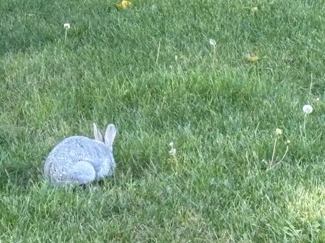 Beautiful young rabbits