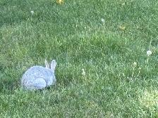 Beautiful young rabbits