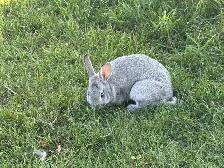 Beautiful young rabbits - Photo 2