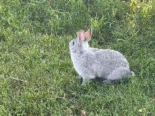 Beautiful young rabbits - Photo 3