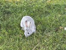 Beautiful young rabbits - Photo 4