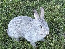 Beautiful young rabbits - Photo 5