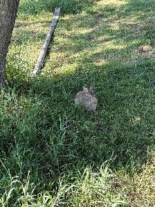 Beautiful young rabbits - Photo 6