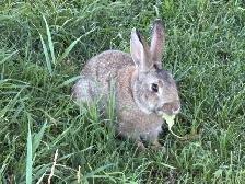 Beautiful young rabbits - Photo 7