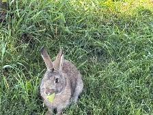 Beautiful young rabbits - Photo 8