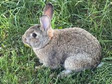 Beautiful young rabbits - Photo 9