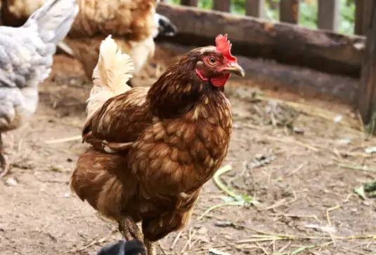 laying hens for sale