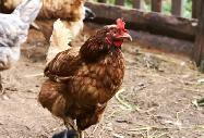 laying hens for sale