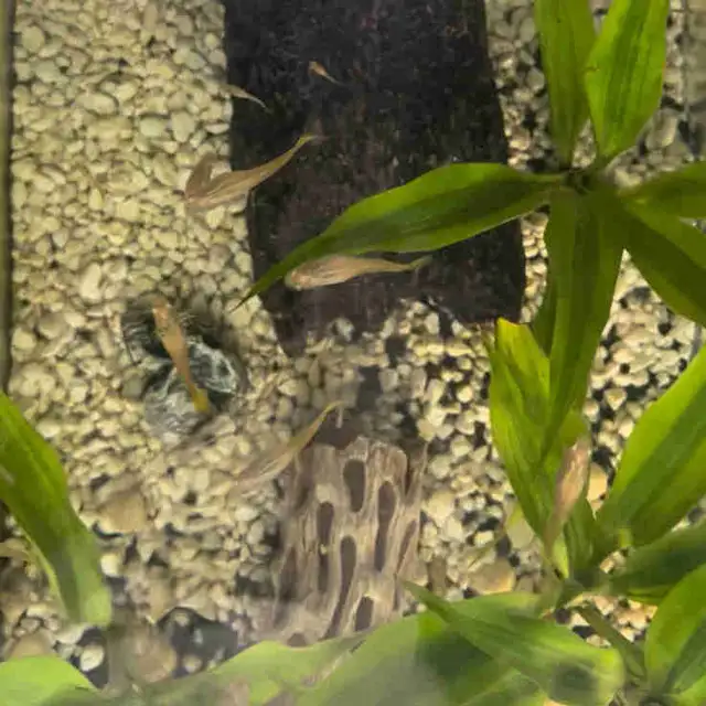 Home-Bred Guppies for Sale