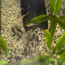 Home-Bred Guppies for Sale