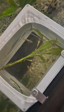 Home-Bred Guppies for Sale - Photo 2