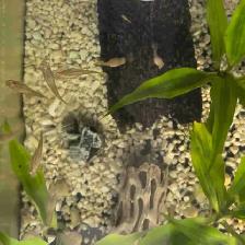 Home-Bred Guppies for Sale - Photo 3