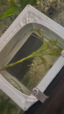 Home-Bred Guppies for Sale - Photo 4