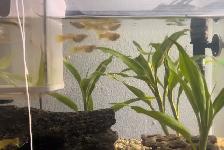 Home-Bred Guppies for Sale - Photo 5