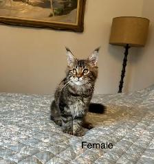 Maine Coon kittens - Photo 2