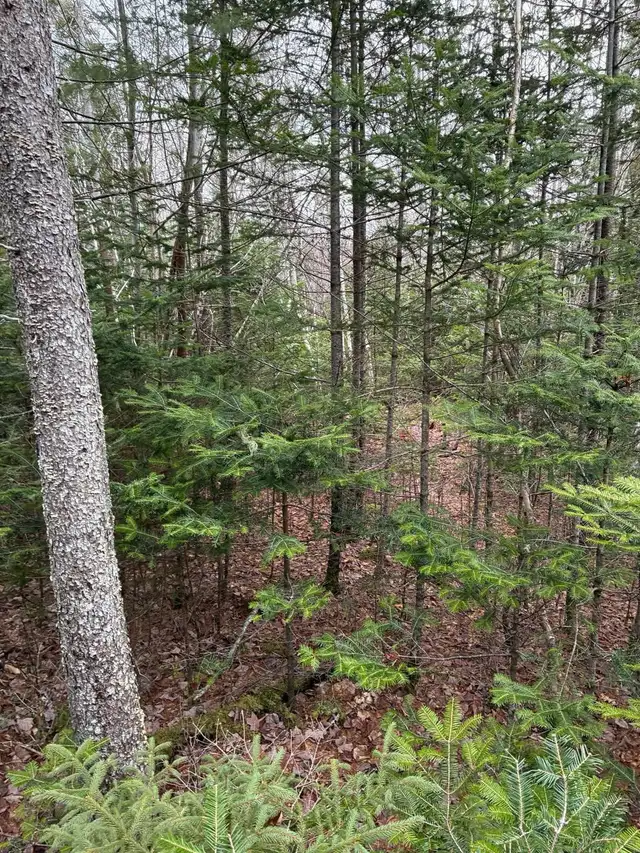 Woodlot with approved shale pit