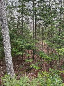 Woodlot with approved shale pit