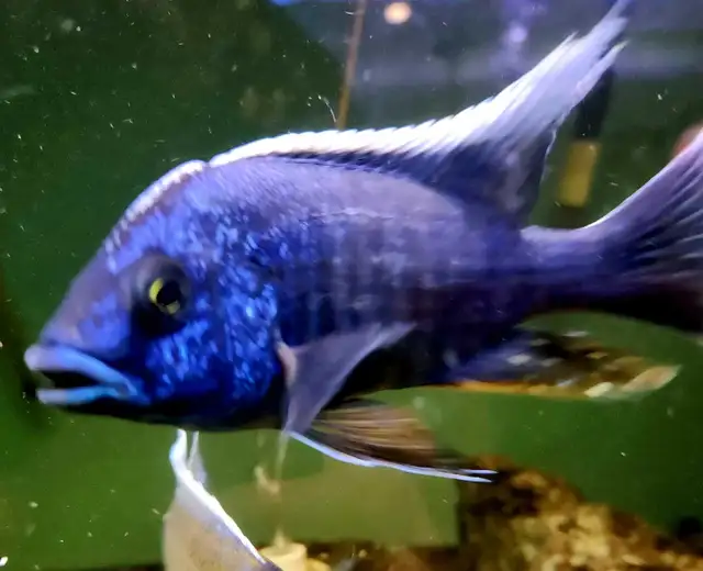 chilumba peacock males 4.5'-5.5'