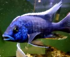 chilumba peacock males 4.5'-5.5'