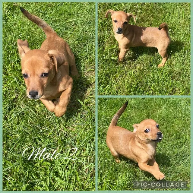 Jack Russle Chihuahuas & Min Pin Chihuahuas Ready Now