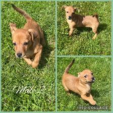 Jack Russle Chihuahuas & Min Pin Chihuahuas Ready Now