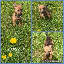 Jack Russle Chihuahuas & Min Pin Chihuahuas Ready Now - Photo 2