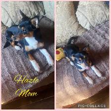 Jack Russle Chihuahuas & Min Pin Chihuahuas Ready Now - Photo 3