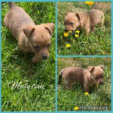 Jack Russle Chihuahuas & Min Pin Chihuahuas Ready Now - Photo 5
