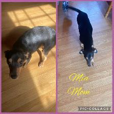 Jack Russle Chihuahuas & Min Pin Chihuahuas Ready Now - Photo 7