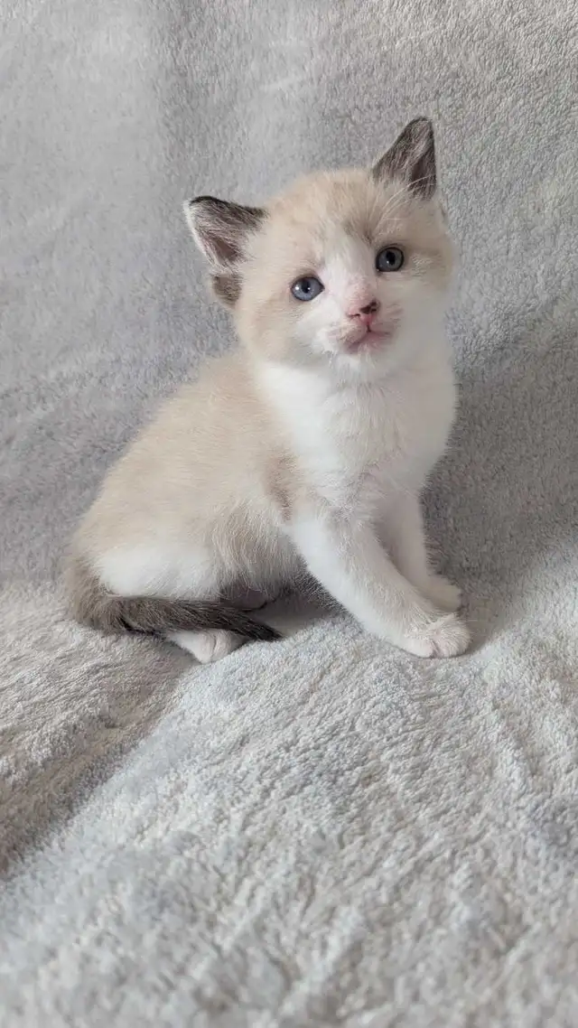 Ragdoll mix kittens